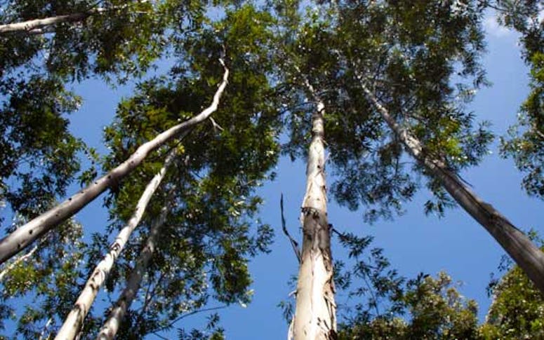Ballarat Tree Fella featured image