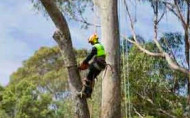 Bohmer's Tree Care featured image