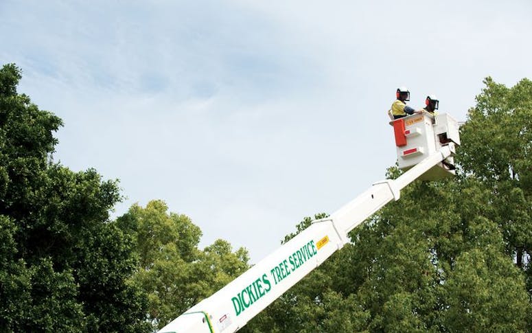 Dickies Tree Service featured image