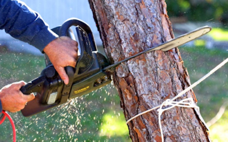 Affordable Price Tree Service featured image