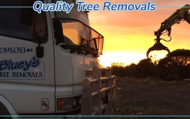 Bluey's Tree Removals Pty Ltd featured image