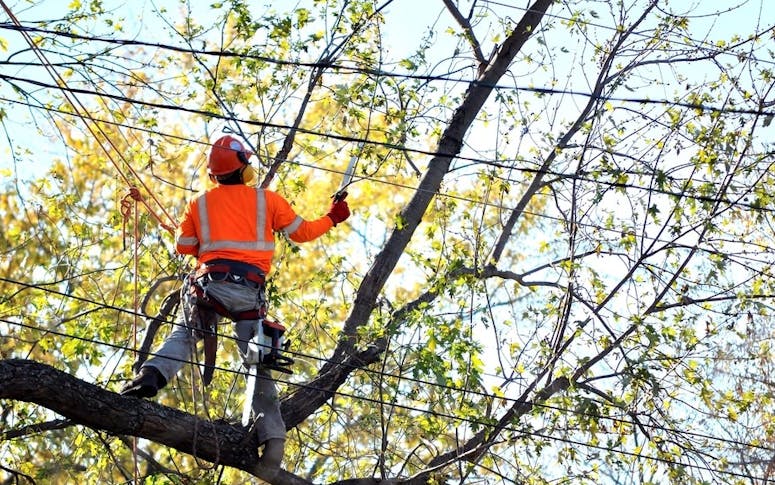Above & Below Tree Service featured image