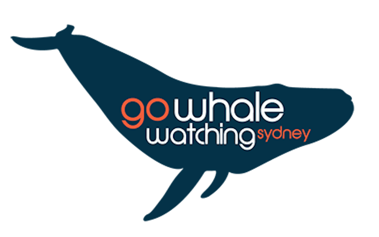 Go Whale Watching featured image