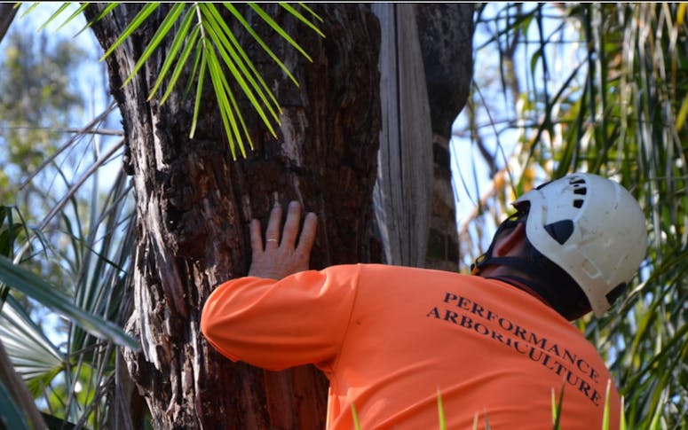 A Performance Arboriculture featured image