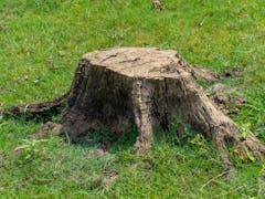 Tree Stump Removal in Geelong