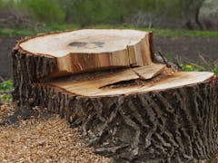 Tree Stump Removal in Gold Coast