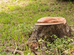 Tree Stump Removal in Adelaide