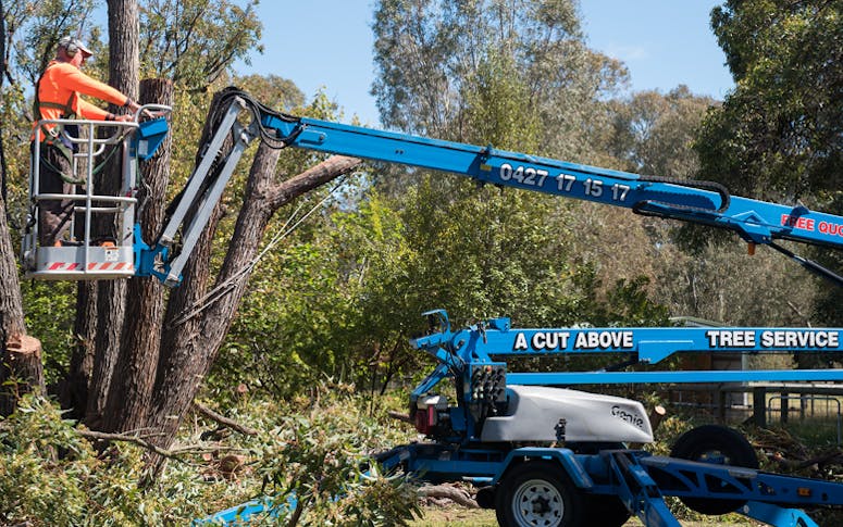 A Cut Above Your Best Tree Service featured image