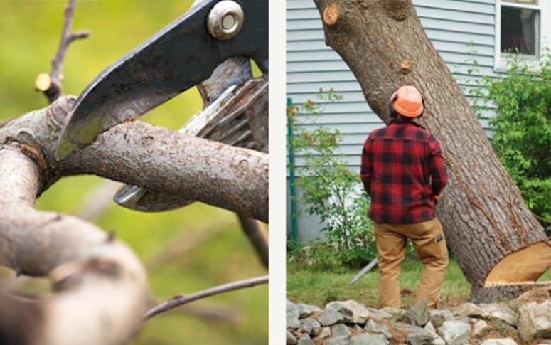 Troy Weier Tree Service featured image