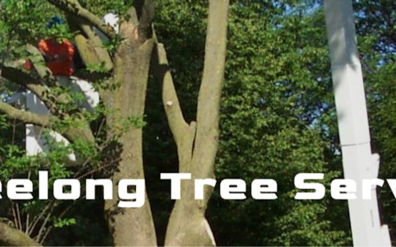 Geelong Tree Services featured image