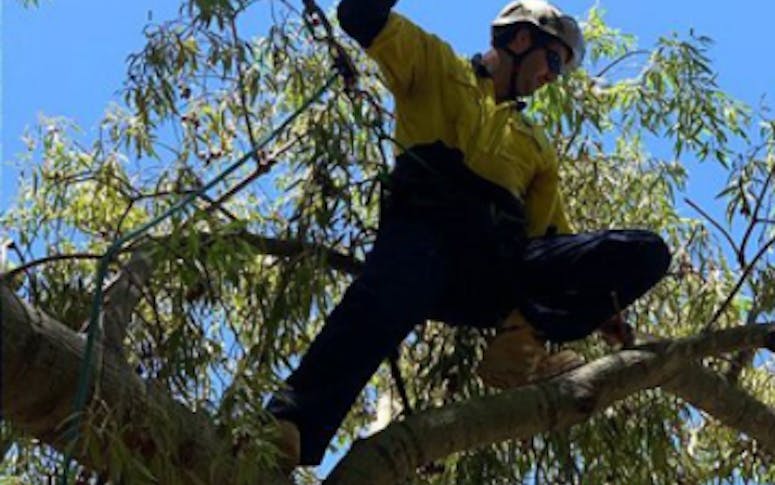 Cut Above Tree Care (Aust) Pty Ltd featured image