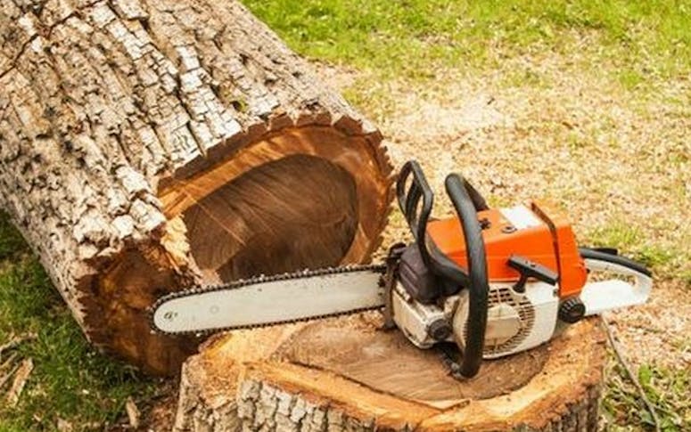 Tree Professionals featured image